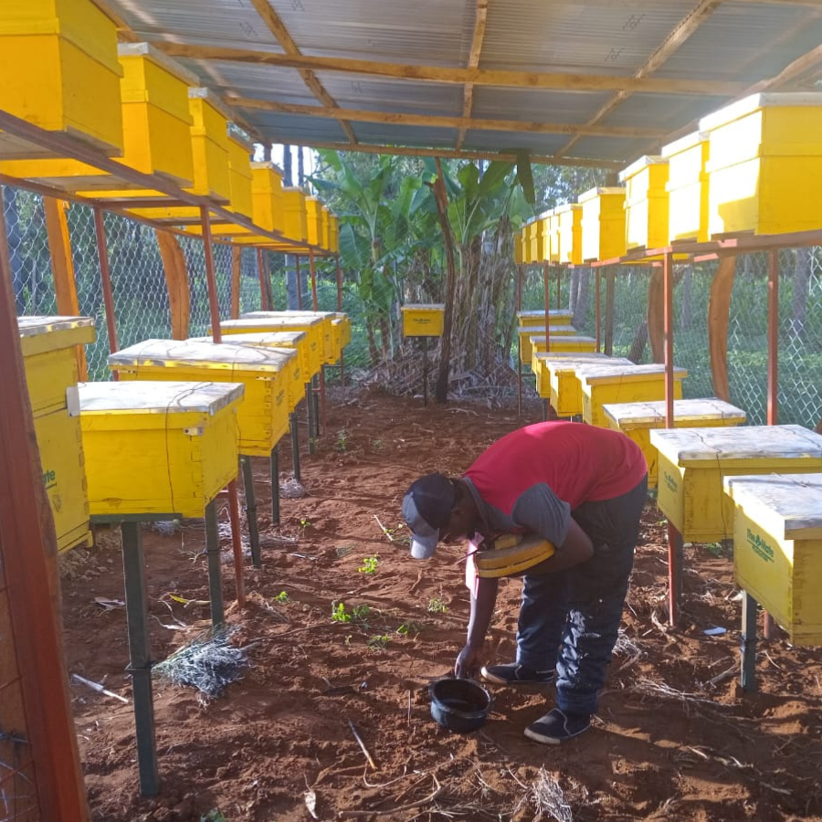 Bee Keeping Project Bee Keeping Project